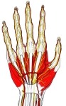 手掌及掌浅弓、指动脉和神经,带标注。