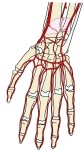 手掌及桡动脉、尺动脉和掌弓，带标注。
