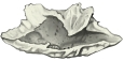 下鼻甲（内侧面）