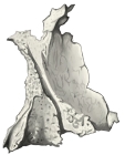 腭骨（上颌面）