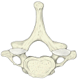 C7（上面观）