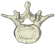 L3（上面观）