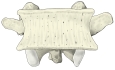 L4（前面观）