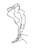 尾骨（左侧面观）
