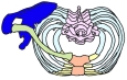胸廓（上面观）