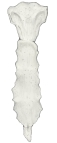 胸骨（前面观）