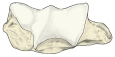 肱骨（下面观）