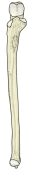 右尺骨（前面观）