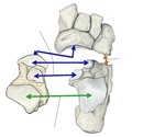 跟骨、距骨、足舟骨和骰骨之间的关节。点击查看带标注的大图。