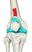 膝前面，膝关节肌以红色、髌上囊和关节囊以蓝色显示，附名称。