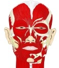面部的肌，前面观，附标注。