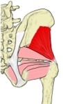 髋部后面,显示臀中肌和深层旋外肌,附名称。