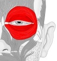 眼轮匝肌及其各部，附标注。