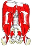 腹后壁，显示膈、腰小肌、腰大肌、髂肌和腰方肌，附名称。
