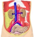 腹后壁，显示肾、大血管和盆腔器官，附名称。