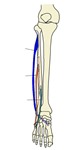 腓骨肌示意图,附名称。