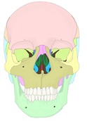 颅前面观;额骨以红线勾勒,并标出周围各骨的名称。点击查看带标注的大图。