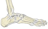 从外侧看右踝和右足，标出各韧带的名称。