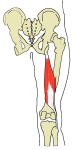 右大腿后面，股二头肌短头以红色显示。