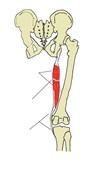 右大腿骨后面观，半腱肌以红色显示。