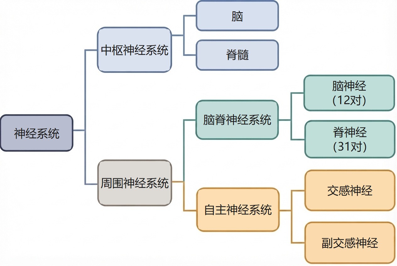 神经系统的划分：中枢神经系统（脑、脊髓）和周围神经系统（脑脊神经：脑神经12对、脊神经31对；自主神经：交感神经和副交感神经）