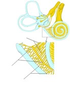 内耳及耳蜗放大图，显示蜗神经节和蜗神经纤维