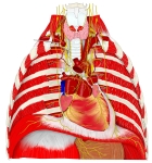 打开的胸腔前面观，显示肋间神经、迷走神经和膈神经、交感神经节以及心丛、肺丛和胃丛