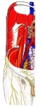 腹后壁和腹股沟区，显示腰丛的分支、主动脉、腔静脉和髂血管。