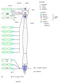 颅部和骶部副交感输出的模式图，显示起源核和副交感神经节