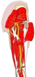 右髋部和大腿后面，显示坐骨神经及其分支和股后皮神经。