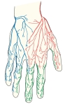 手背面观，显示桡神经浅支（红色）、尺神经手背支（蓝色）和正中神经指掌侧固有神经分支（绿色）的分布区