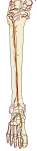 腓深神经