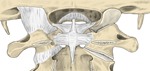 枕骨、寰椎和枢椎的后面观及其韧带。点击查看带标注的大图。