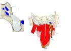 咽后面观,咽上缩肌附着于咽结节附近。点击查看带标注的大图。