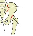 骶髂关节、髋关节和耻骨联合以红色表示。点击查看带标注的大图。