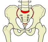 腰骶关节、骶髂关节和骶尾关节以红色表示。点击查看带标注的大图。