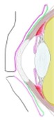 结膜示意图，示球结膜、睑结膜、穹窿结膜及结膜穹窿