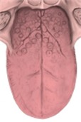 舌背，示舌扁桃体、界沟和四种舌乳头