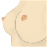 乳房，示乳头、乳晕和乳房间沟
