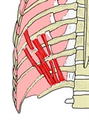 肋下肌