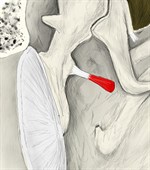 鼓膜张肌