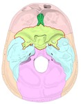 颅腔底,蝶骨以红线勾勒。点击查看带标注的大图。