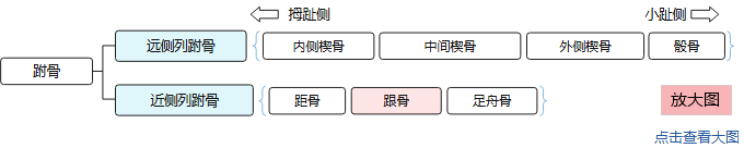 7块跗骨分为两列：远侧列（内侧楔骨、中间楔骨、外侧楔骨、骰骨）和近侧列（距骨、跟骨、足舟骨），跟骨以颜色表示。点击查看大图。