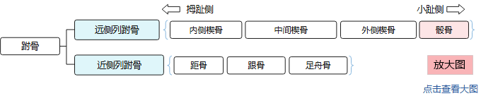 7块跗骨分为两列：远侧列（内侧楔骨、中间楔骨、外侧楔骨、骰骨）和近侧列（距骨、跟骨、足舟骨），骰骨以颜色表示。点击查看大图。
