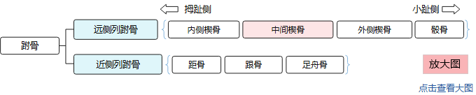7块跗骨分为两列：远侧列（内侧楔骨、中间楔骨、外侧楔骨、骰骨）和近侧列（距骨、跟骨、足舟骨），中间楔骨以颜色表示。点击查看大图。