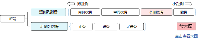 7块跗骨分为两列：远侧列（内侧楔骨、中间楔骨、外侧楔骨、骰骨）和近侧列（距骨、跟骨、足舟骨），外侧楔骨以颜色表示。点击查看大图。