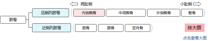 7块跗骨分为两列：远侧列（内侧楔骨、中间楔骨、外侧楔骨、骰骨）和近侧列（距骨、跟骨、足舟骨），内侧楔骨以颜色表示。点击查看大图。