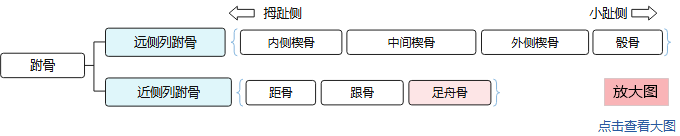 7块跗骨分为两列：远侧列（内侧楔骨、中间楔骨、外侧楔骨、骰骨）和近侧列（距骨、跟骨、足舟骨），足舟骨以颜色表示。点击查看大图。