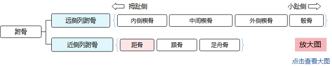 7块跗骨分为两列：远侧列（内侧楔骨、中间楔骨、外侧楔骨、骰骨）和近侧列（距骨、跟骨、足舟骨），距骨以颜色表示。点击查看大图。