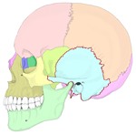 颅左侧面观,标出颞骨周围各骨的名称。点击查看带标注的大图。